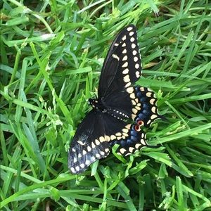 Meet your Posher, Denise